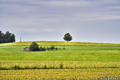 Gemeinde Tyrlaching Landkreis Altötting Rainbichl Linde Aussicht Landschaft (Dirschl Johann) Deutschland AÖ